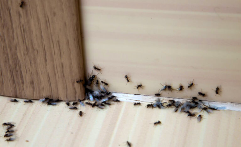 Böcek ilaçlama uygulaması için ideal zaman dilimi